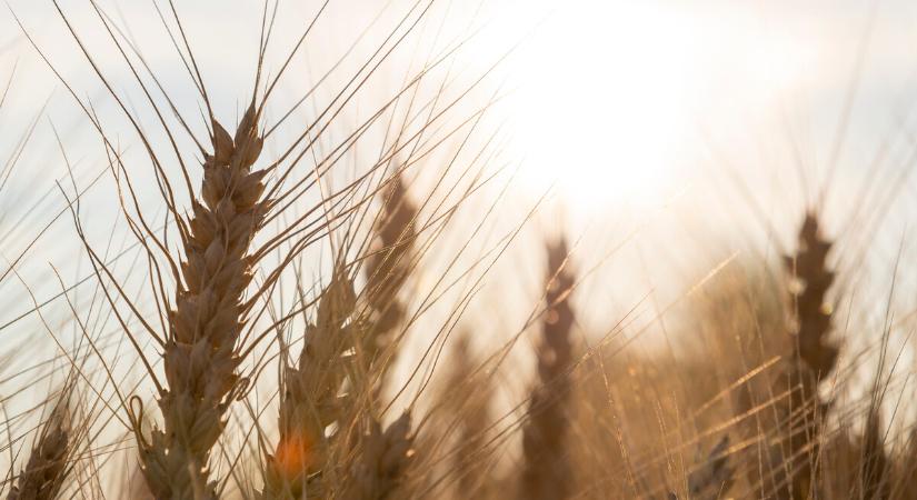 Új szárazságtűrő búzavonalat fejlesztettek a HUN-REN Agrártudományi Kutatóközpont Mezőgazdasági Intézet kutatói