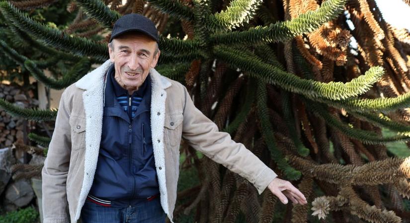 Haldoklik a Somogy legértékesebb fája – eddig csodálták, most aggódnak a milliókat érő óriási fenyőért