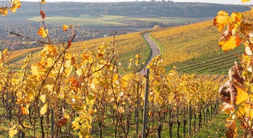 Szőlő aranyszínű sárgaság: mit jelent a vis maior a gyakorlatban?