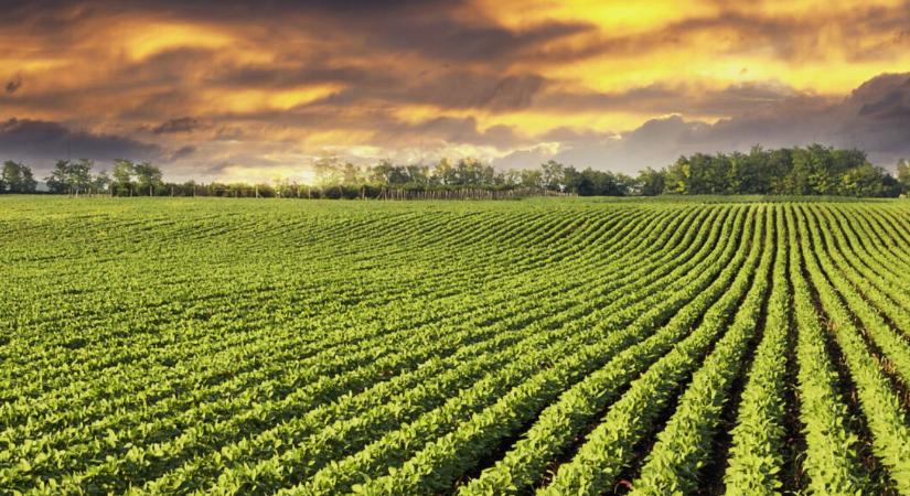 Tudatos stratégiával a szójatermesztés mellett – érdemes velük tartani...