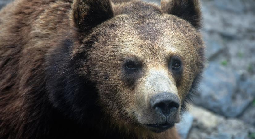 Engedélyezi a román kormány a településekre bejáró medvék azonnali kilövését