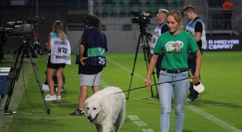 A paksiak cuki kutyusa nem csak a nézők körében népszerű – tarolt a fajtaversenyen is