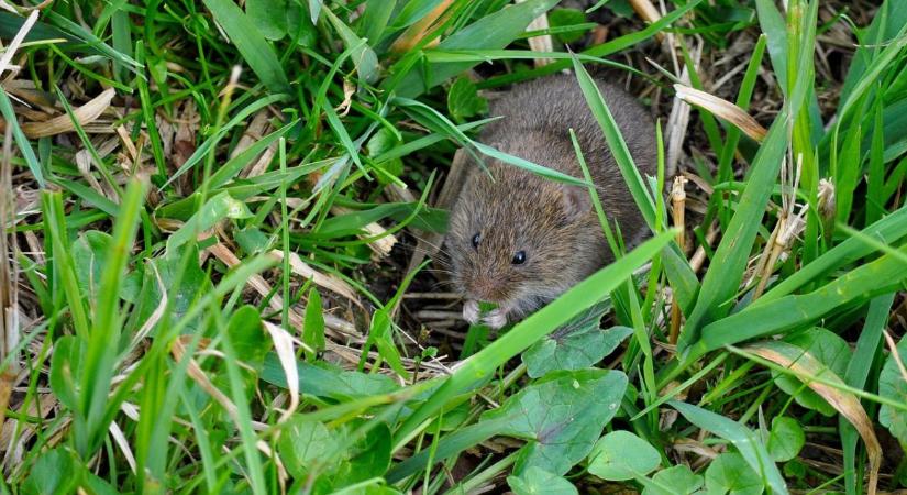 Kritikus szintet ért el a pocokfertőzöttség