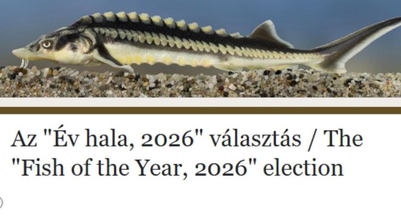 Melyik lesz az év hala? Rájuk szavazhatsz!