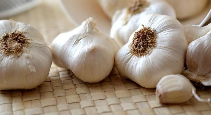 A fokhagyma termesztése és helyes betakarítása