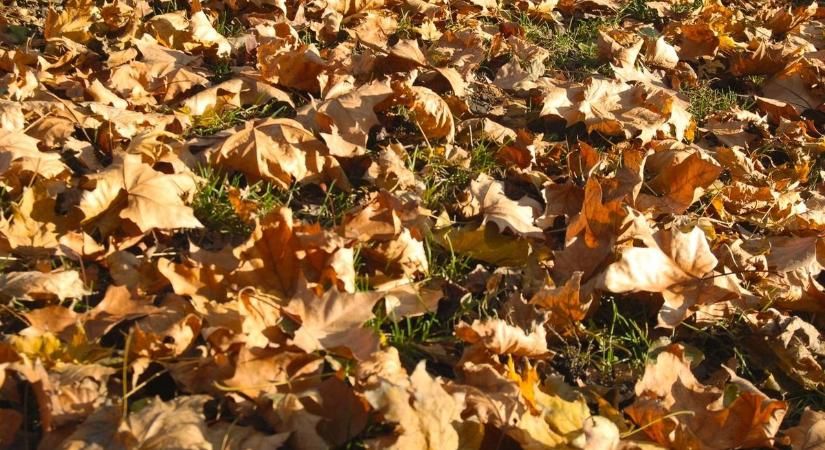 Már a lombzsákot is lopják Szegváron, emiatt rossz hírt közölt az önkormányzat