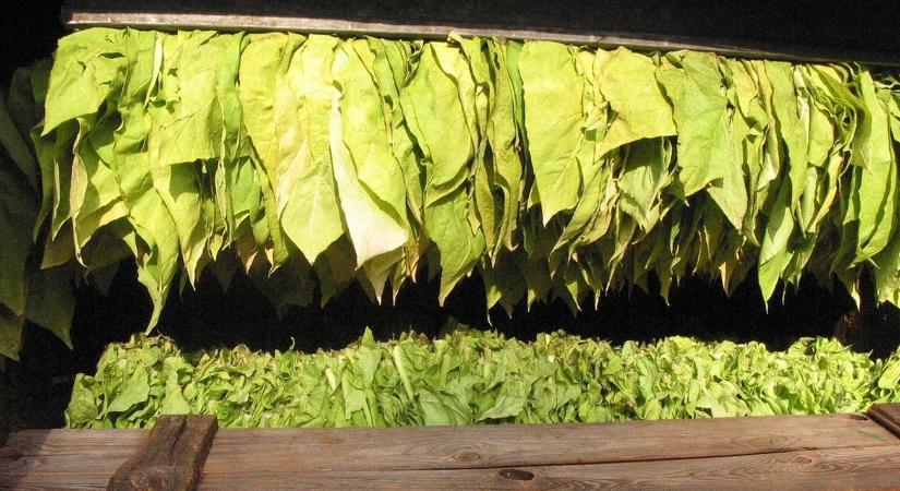 Plafonig állt a szárított dohány, számla persze nem volt róla