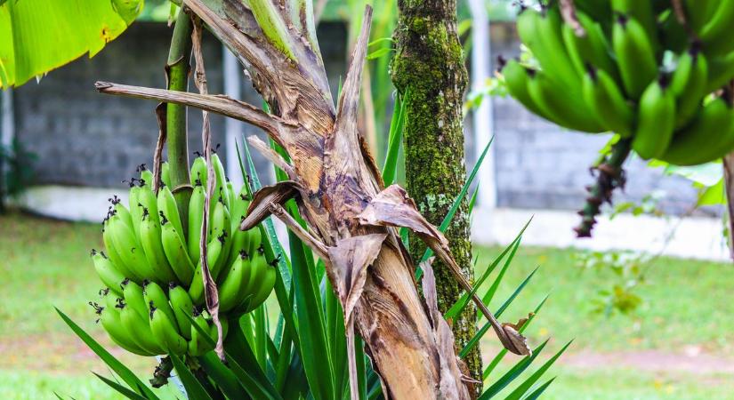 Tuti tipp, hogyan vészelje túl növényed a telet: ez a helyes módja a banánfa téliesítésének