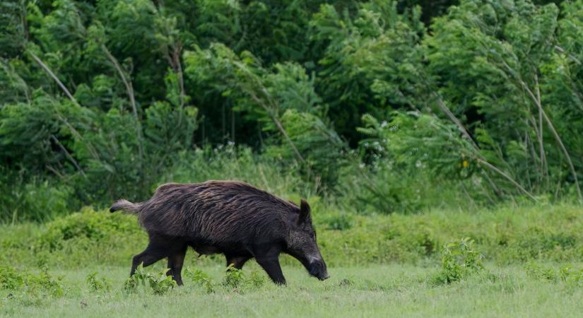 Vaddisznódetektorokkal vadásznak drónokra az oroszok