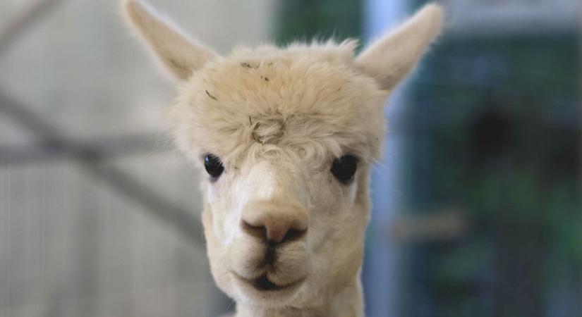 Mindig is szeretett volna alpakát sétáltatni? Miskolcon itt a lehetőség!