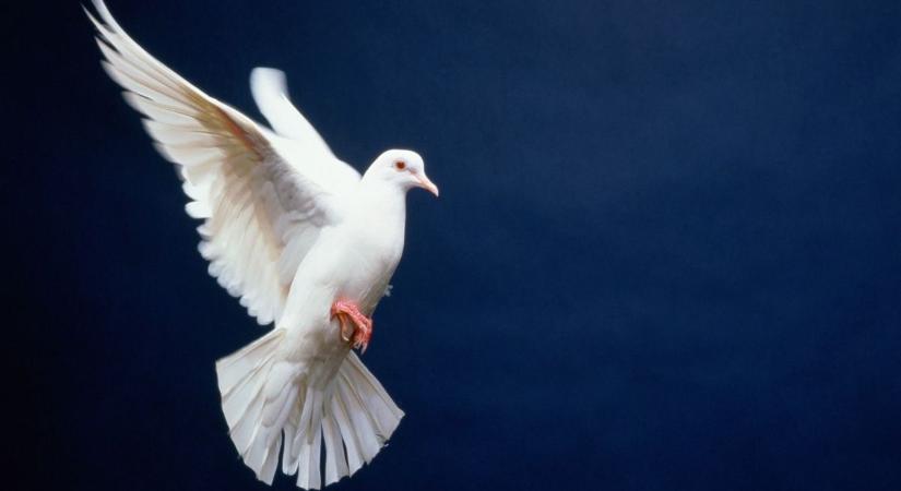 Leszakadt a főtéri templom galambhálójának egy része a zalai városban