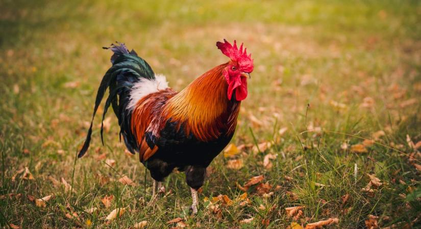 Két város, két kakas, két legenda: az egyiket Oscar-díjra jelölték, a másik a YouTube-on lett világsztár