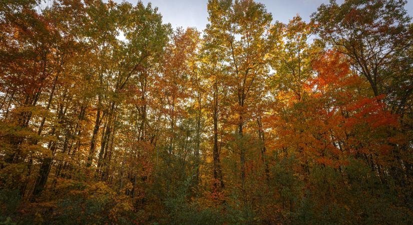 Goodstuff horoszkóp – 2025. november 8. (Szombat)