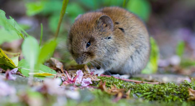 Pocokinvázió jöhet: csak így tudsz védekezni a rágcsálók ellen