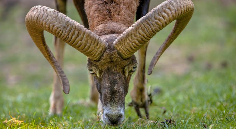Megrázó videón: két muflon akadt össze a Vértesben - életmentő beavatkozás kellett