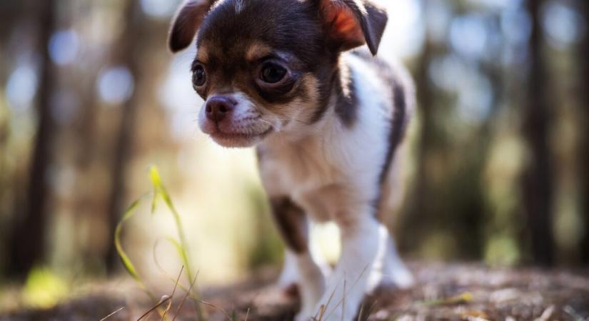 Ez a 9 legegészségesebb kutyafajta – a csivava a 3. helyre ugrott fel