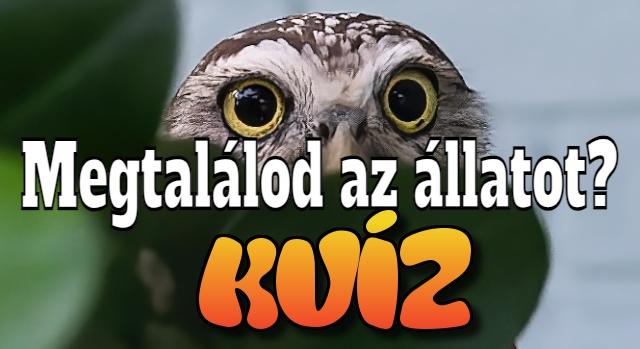 Kvíz: Elbújtak az állatok a képeken – Te mindet kiszúrod?