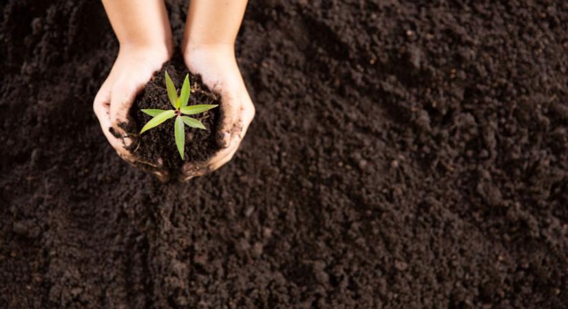 Gyógyszermaradványok a talajban