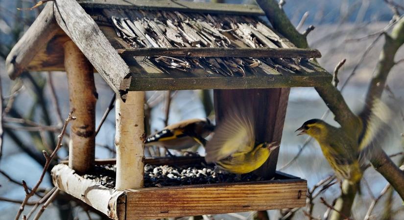 A madáretetés új szabályai: 5 dolog, amit eddig rosszul csináltunk