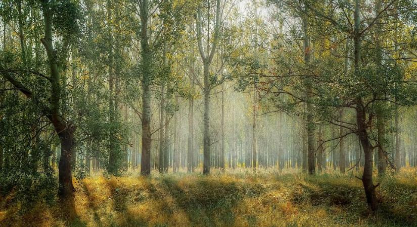 Erdőirtásmentes termékek: fontos változások az EUDR-t illetően