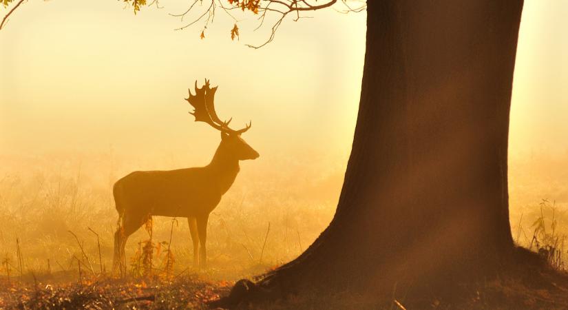 Ezzel a veszélyes anyaggal együtt kell élnünk: itt van Magyarországon is