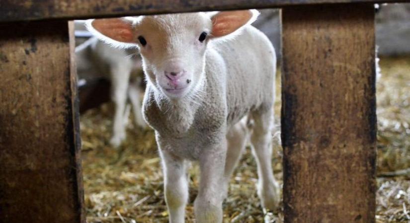 Agrárpályázatok: eddig több mint 800 döntés 44 milliárd forintról