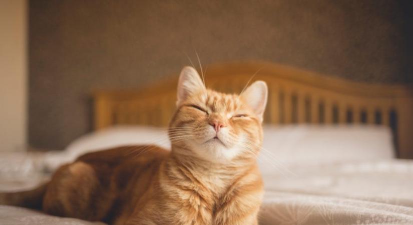 Mi az a trillázás? Biztosan hallottad, de tudod is, mit jelent?