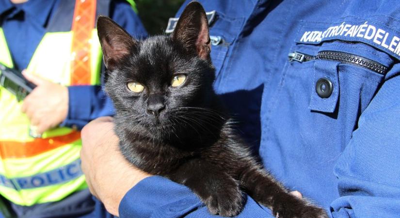 Macska okozhatta a tüzet a tízemeletes ház egyik lakásában