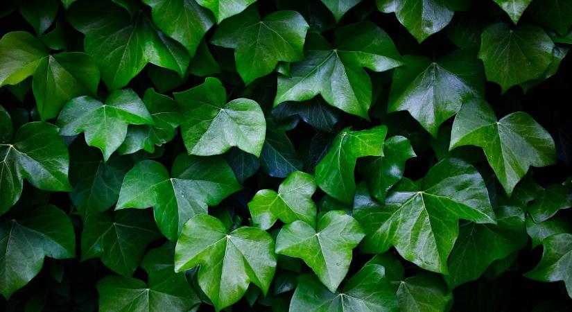 Titkos gyilkosok a természetben – itt a lista a legveszélyesebbekről