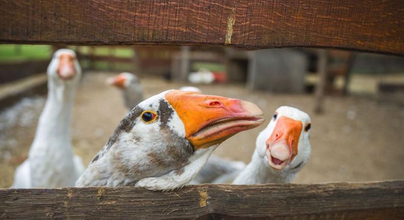 A libák már a sütőben vannak... – ráömlenek a Márton-napi programok Somogyra