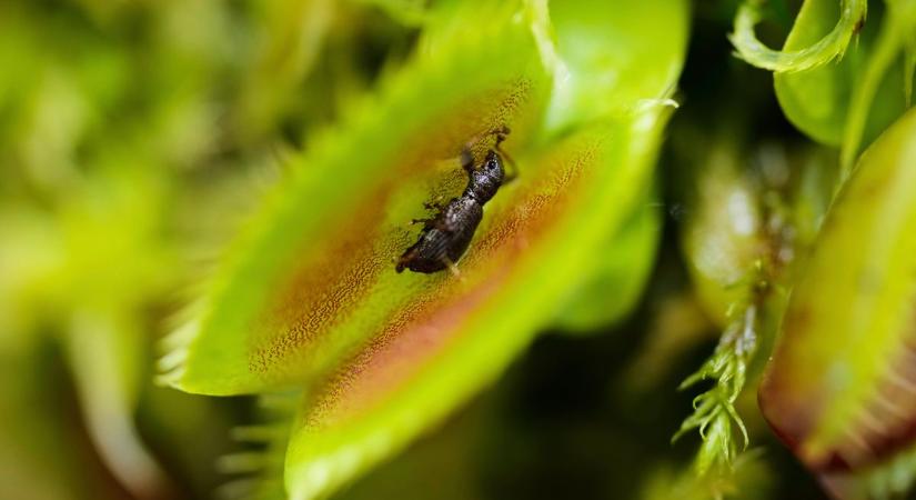 Új adatbázissal segít a hatóság: ebből megtudhatod, van-e otthon mérgező növényed!