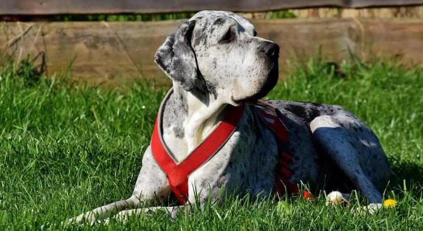 Némán tűrjem, ha a szomszéd állata rendszeresen átjár a telkemre?