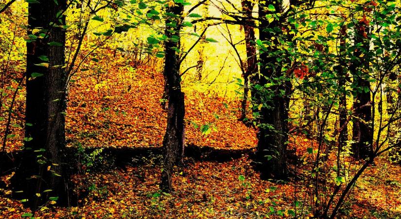 Séta őszi ösvényeken, rét- és erdőszéleken (galéria)