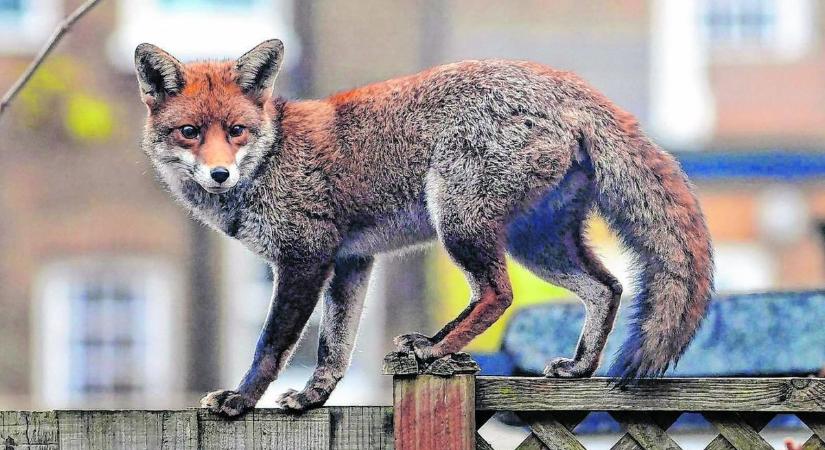 Reggel óta róka járja Regöly utcáit – féltik a tyúkjaikat a falubeliek