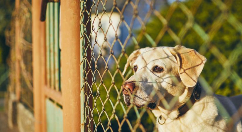 Ebösszeírás kezdődik Nagyatádon