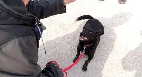 Kutyaszámlálás Keszthelyen (tvkeszthely.hu)