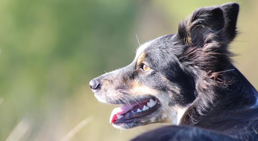Magyarország ad otthont a terelőkutyák világbajnoki válogatójának