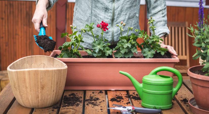 Ne dobd ki a muskátlidat ősszel, így teleltetheted át biztonságosan