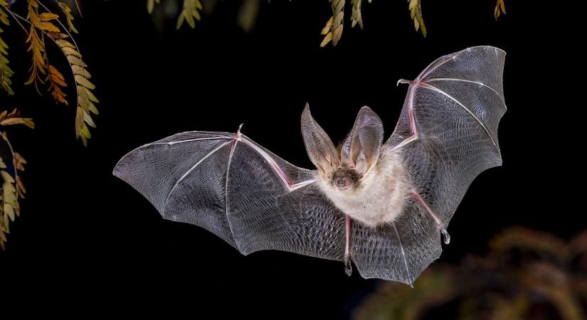 Melyik állat tud aludni repülés közben? – Állatos kvíz, amit nem lehet elsőre hibátlanul kitölteni!