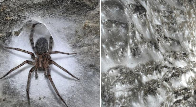 Fusson, ki merre lát! Ez a világ legnagyobb pókhálója, amiben több mint 111 000 pók él