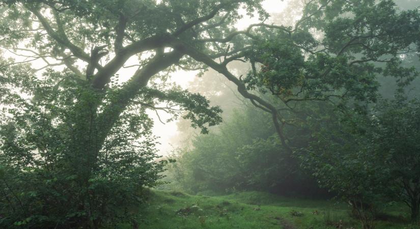 Eltűnt több tíz hektárnyi növény Magyarországról: mégis, mi folyik itt?
