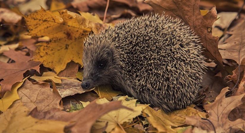 Jön a lehűlés és a lombhullás: így vigyázzunk a sünökre!