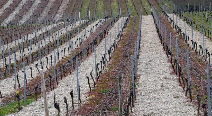 Szőlő lemosó permetezés novemberben – mikor és mivel érdemes?