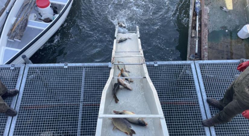 Több mint 4 tonna ponty csobbant a Balatonba – mutatjuk, hol történt az őszi haltelepítés