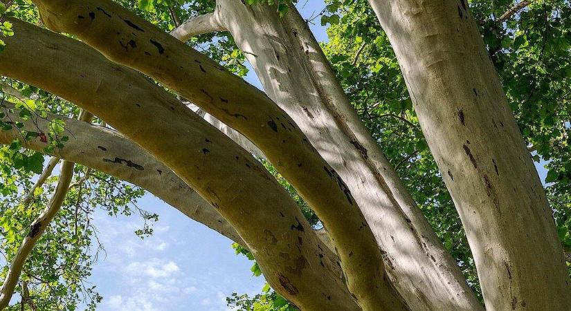 A kert „feketelistája” – fák, amiket jobb kerülni