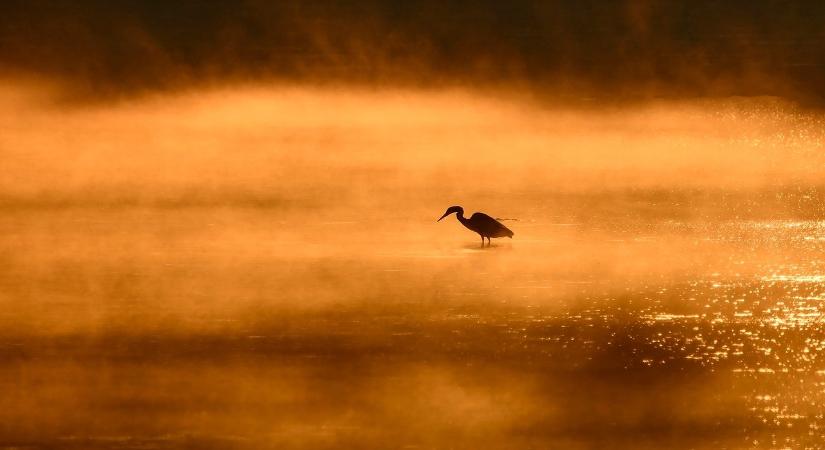 Év hala 2026 -íme a jelöltek