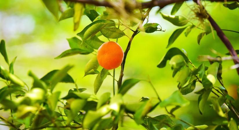 Válság a horvát mandarinültetvényeken: nincs, aki begyűjtse a termést