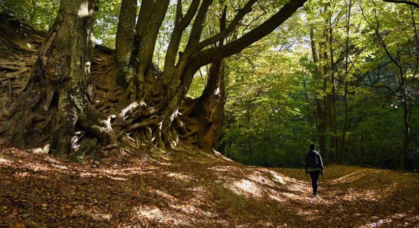 A Bakony rejtett kincse: ez lesz az ősz legszebb túrája, az Úrkúti őskarszt igazi kincs