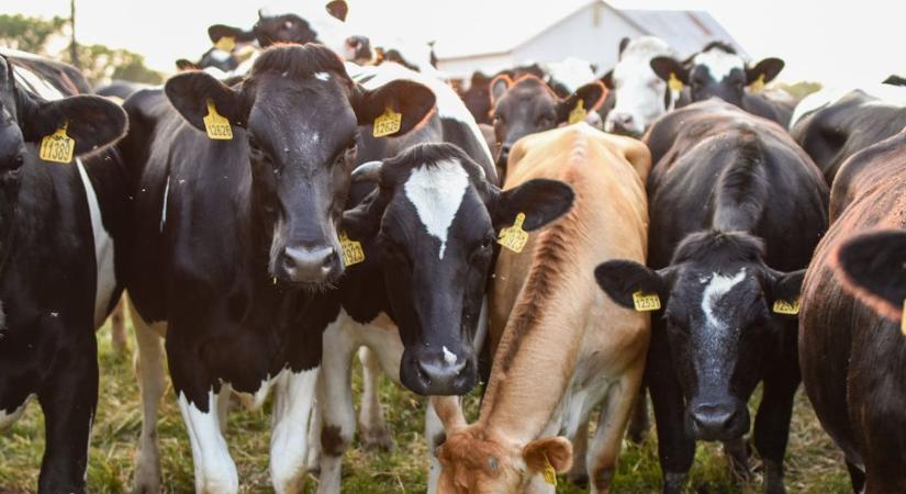 A hús jövője nem a laborban, hanem a felelős gazdaságokban dől el