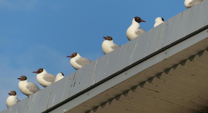 Hol vannak a dankasirályok?